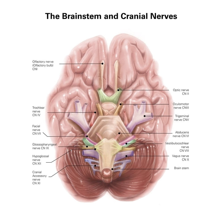 Anatomy of human brain stem and cranial nerves. Poster Print by Alan Gesek/Stocktrek Images Image 1