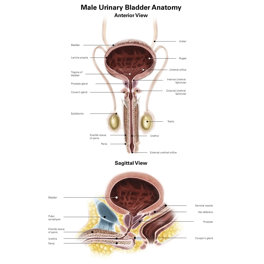 Anterior view and sagittal view of male urinary bladder. Poster Print by Alan Gesek/Stocktrek Images Image 1