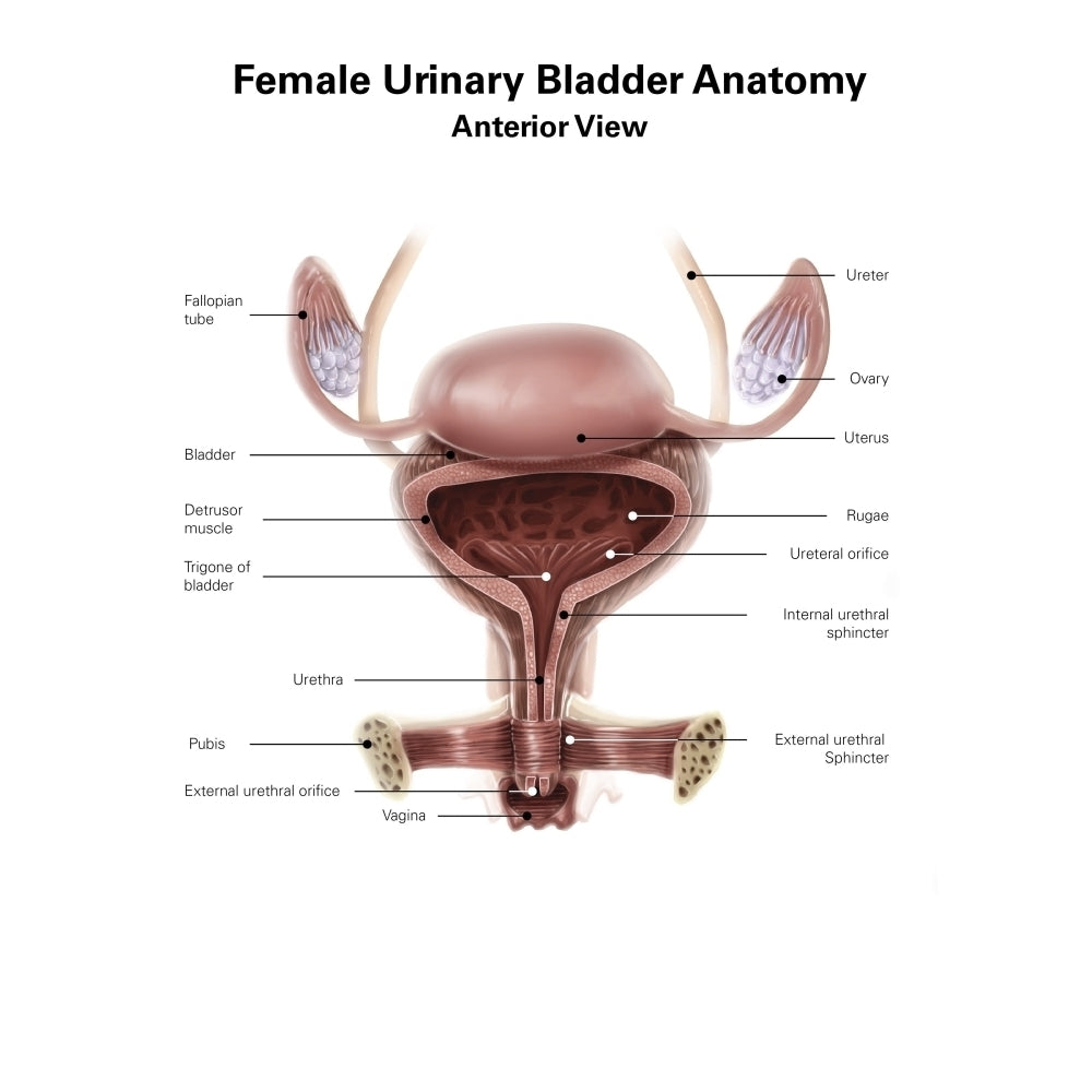 Anatomy of female urinary bladder anterior view with labels. Poster Print by Alan Gesek/Stocktrek Images Image 1