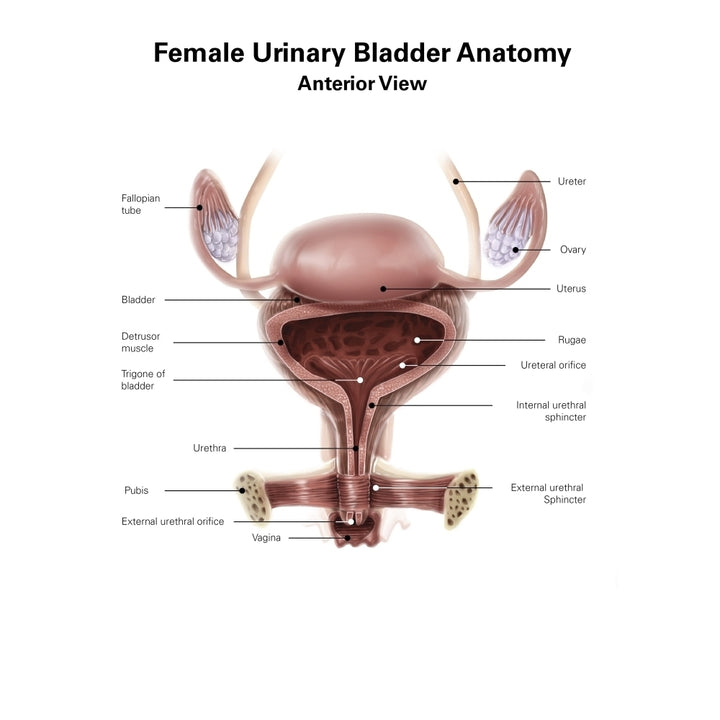 Anatomy of female urinary bladder anterior view with labels. Poster Print by Alan Gesek/Stocktrek Images Image 2