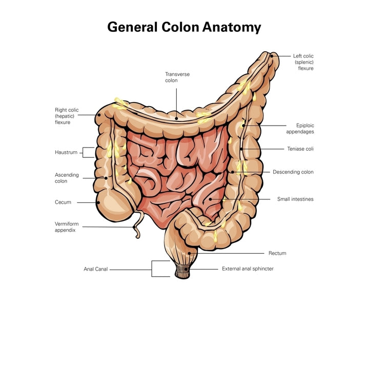 General colon anatomy with labels. Poster Print by Alan Gesek/Stocktrek Images Image 1