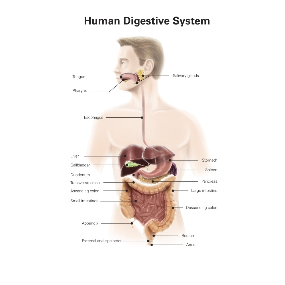 Human digestive system with labels. Poster Print by Alan Gesek/Stocktrek Images Image 1