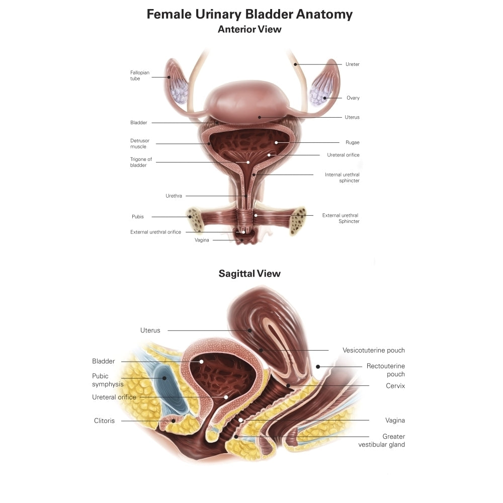 Anterior view and sagittal view of female urinary bladder. Poster Print by Alan Gesek/Stocktrek Images Image 2