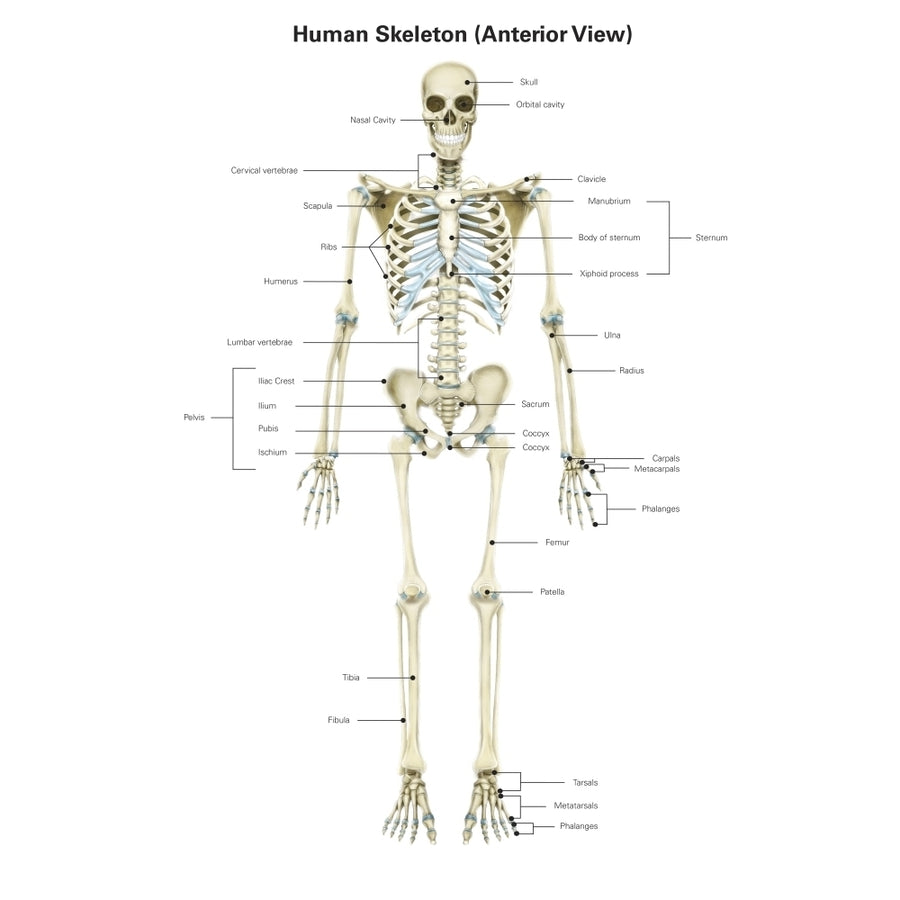 Anterior view of human skeletal system with labels. Poster Print by Alan Gesek/Stocktrek Images Image 1