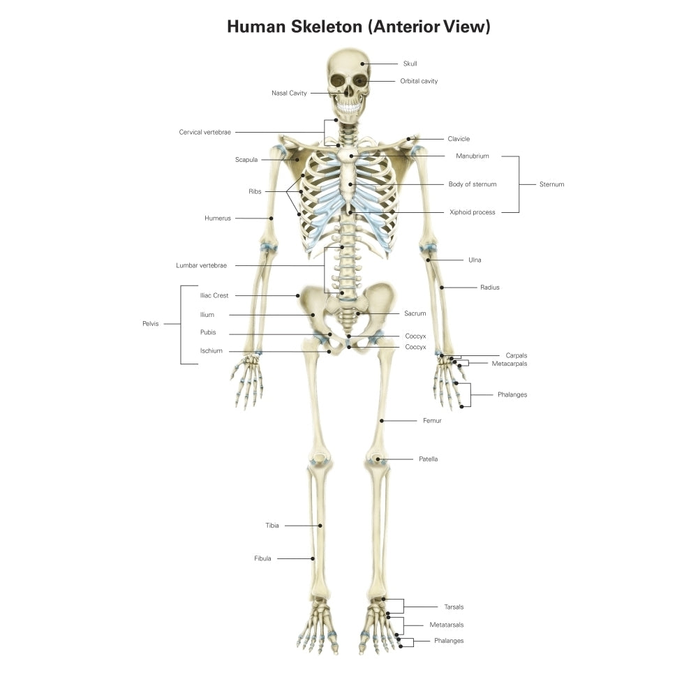 Anterior view of human skeletal system with labels. Poster Print by Alan Gesek/Stocktrek Images Image 1