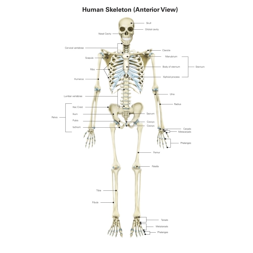 Anterior view of human skeletal system with labels. Poster Print by Alan Gesek/Stocktrek Images Image 2