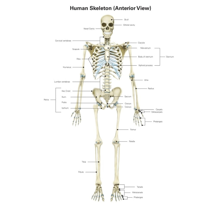 Anterior view of human skeletal system with labels. Poster Print by Alan Gesek/Stocktrek Images Image 2