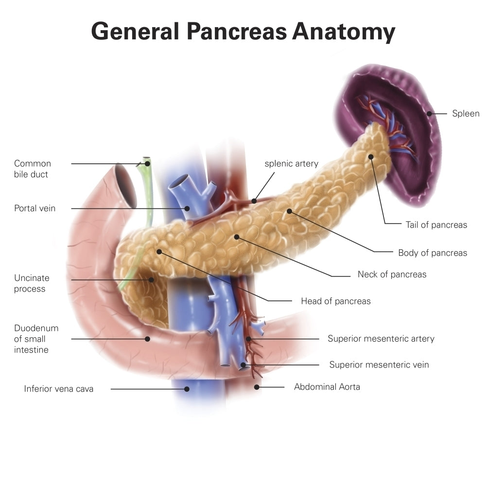 Anatomy of human pancreas with labels. Poster Print by Alan Gesek/Stocktrek Images Image 1