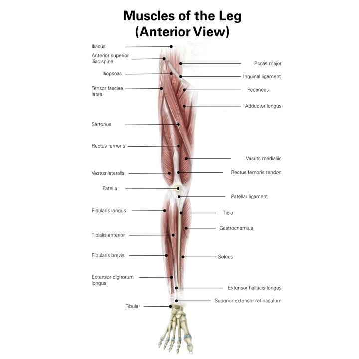 Digital illustration of the anterior muscles of the leg Poster Print by Alan Gesek/Stocktrek Images Image 1