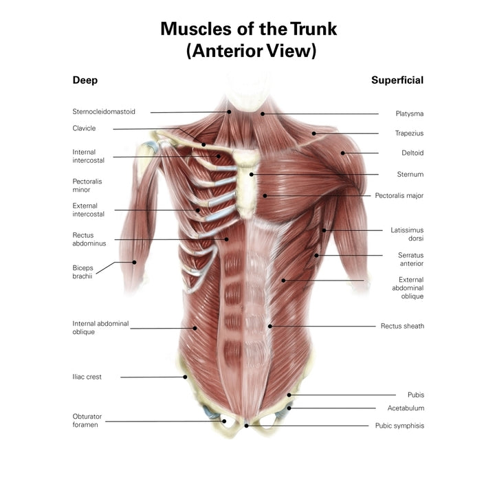 Digital illustration of muscles of the human torso anterior view Poster Print by Alan Gesek/Stocktrek Images Image 1