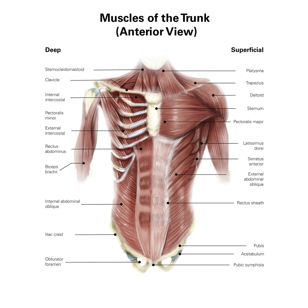 Digital illustration of muscles of the human torso anterior view Poster Print by Alan Gesek/Stocktrek Images Image 2