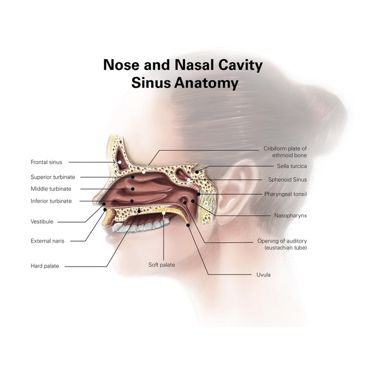 Digital illustration of nose and nasal sinus anatomy Poster Print by Alan Gesek/Stocktrek Images Image 2