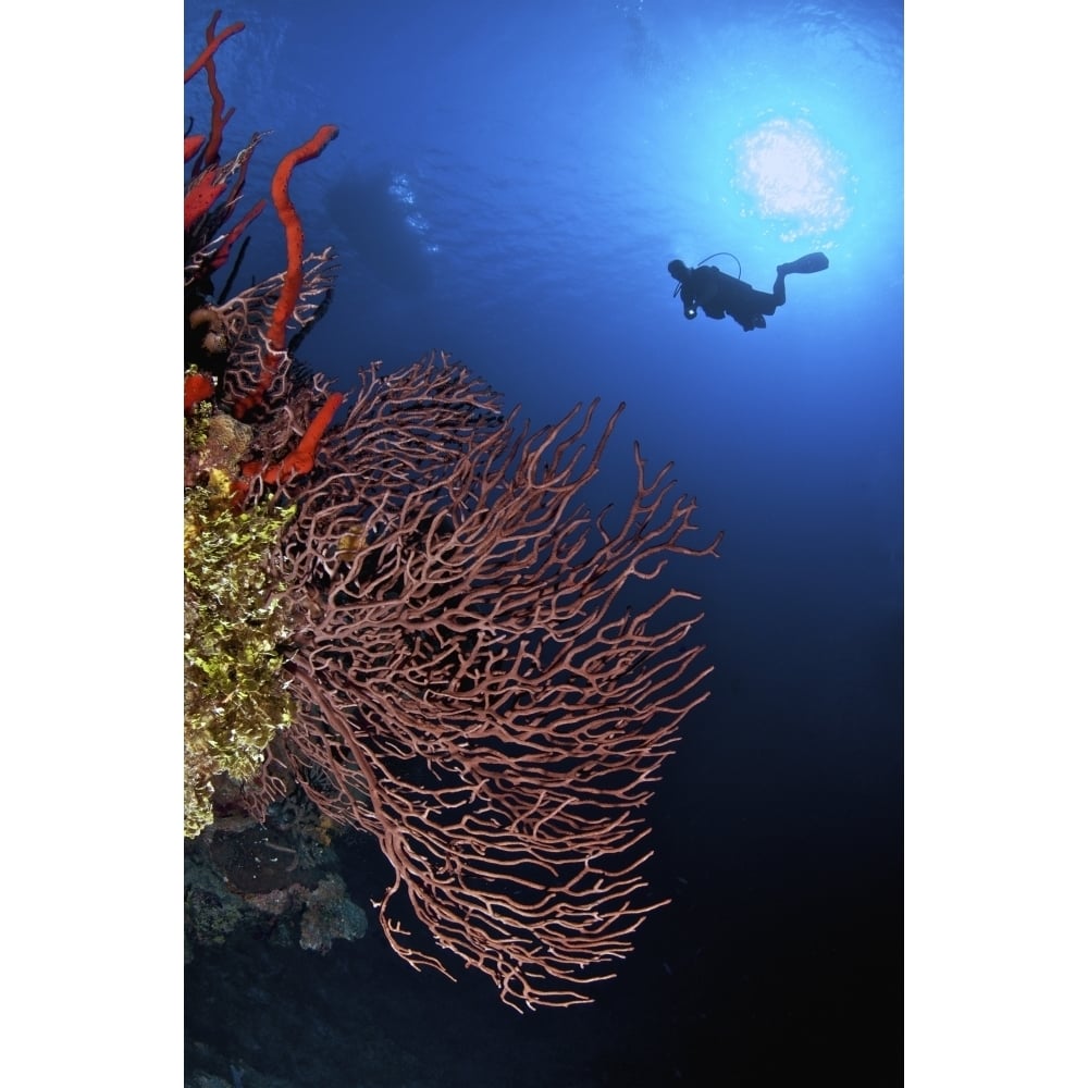 A diver approaches a beautiful gorgonian sea fan Cayman Islands Poster Print Image 1