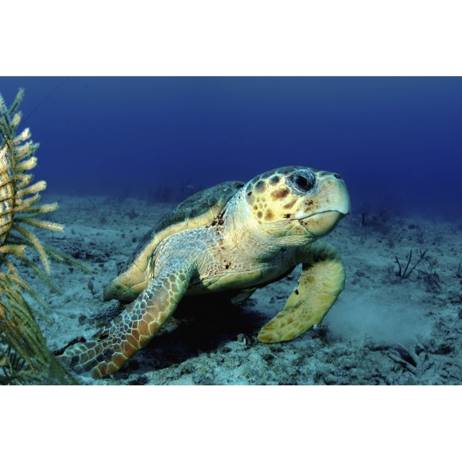 Loggerhead sea turtle Nassau The Bahamas Poster Print Image 1