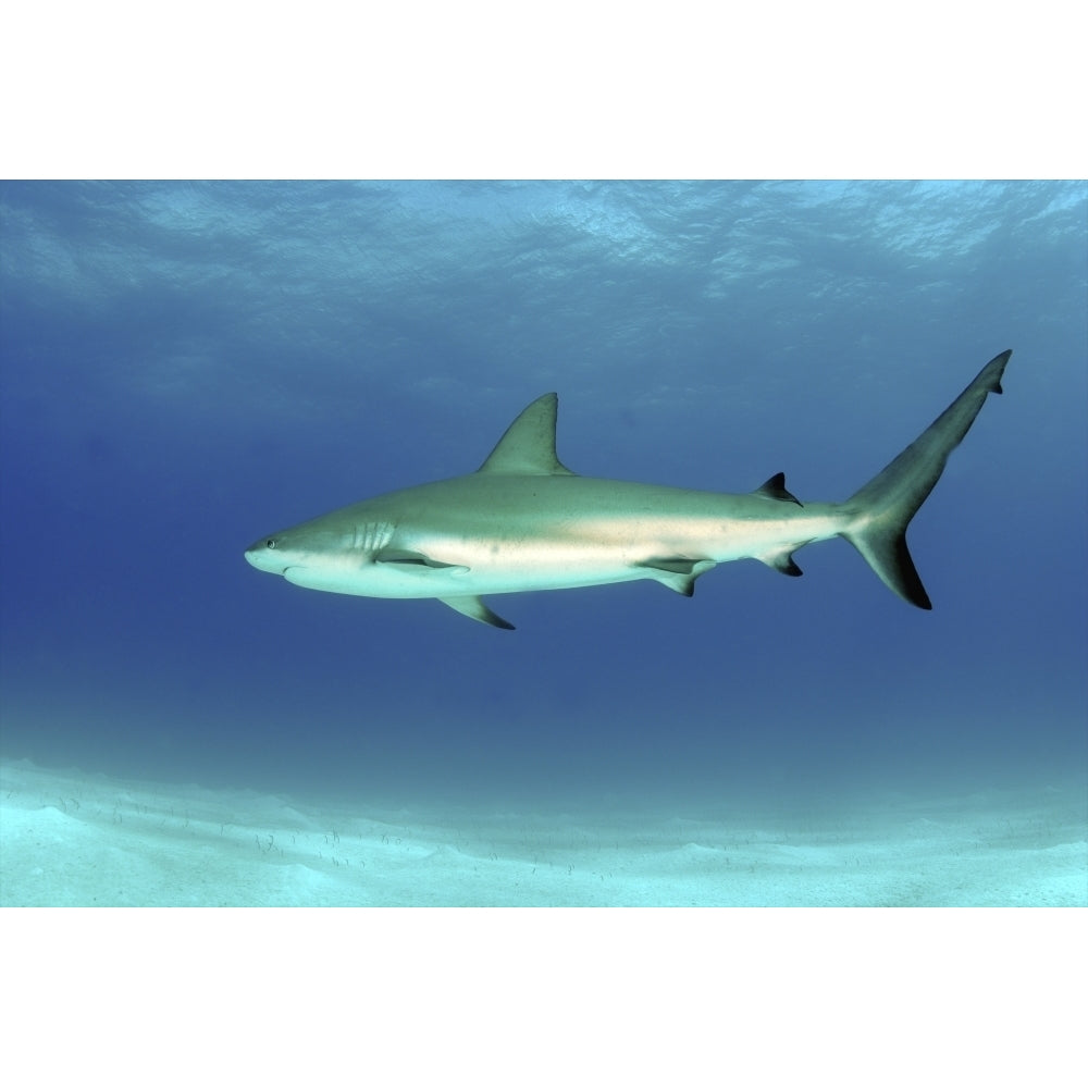 Caribbean reef shark Nassau The Bahamas Poster Print Image 1