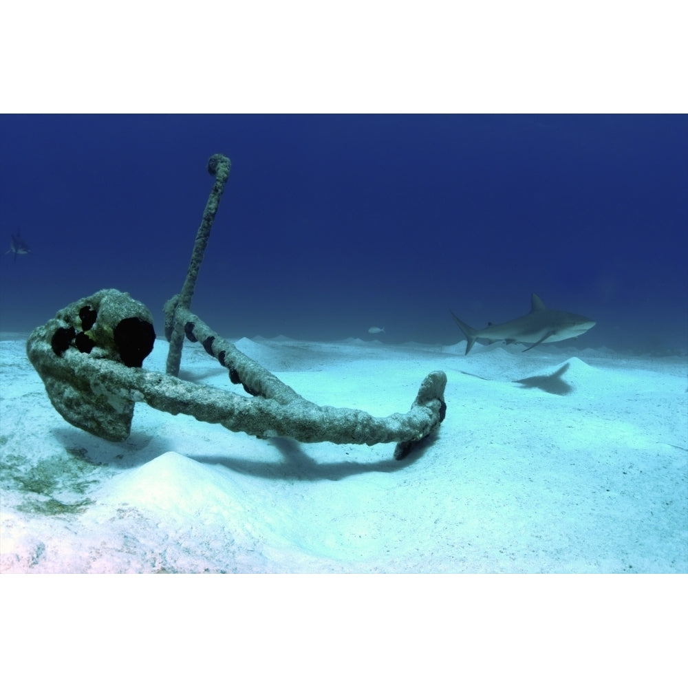 A Caribbean reef shark swims by the anchor at Treasure Wreck Poster Print Image 2