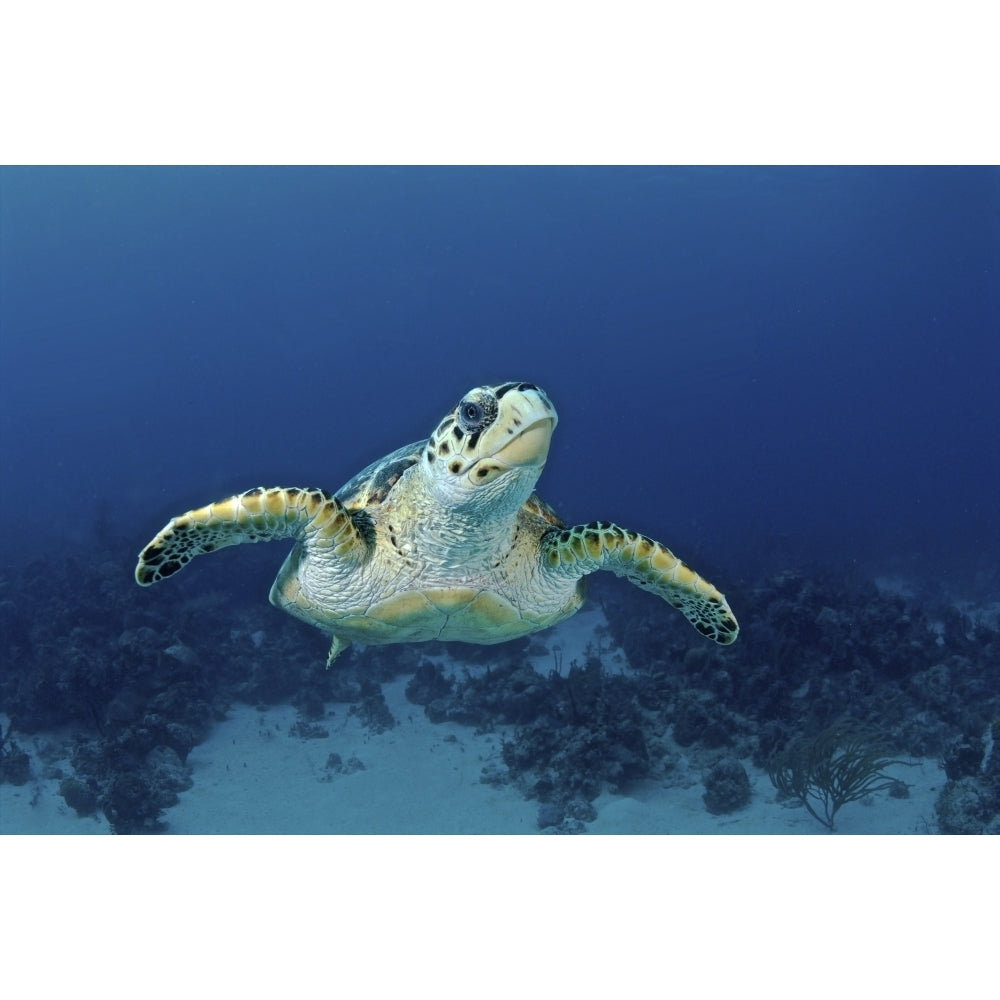 Hawksbill sea turtle Nassau The Bahamas Poster Print Image 1