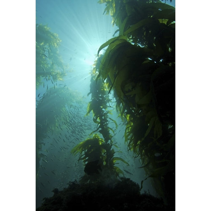 Rays of light shining through a kelp forest Poster Print Image 1