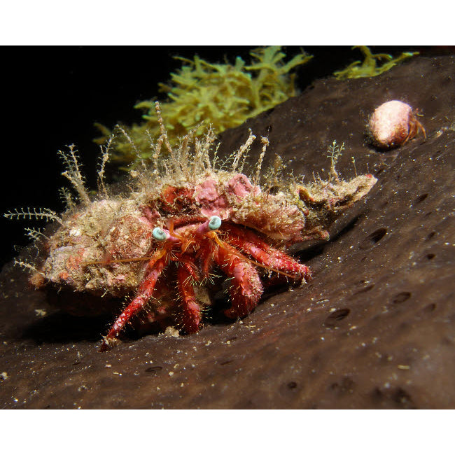 Hermit crab on sponge in Gulf of Mexico Poster Print by Brent Barnes/Stocktrek Images Image 1