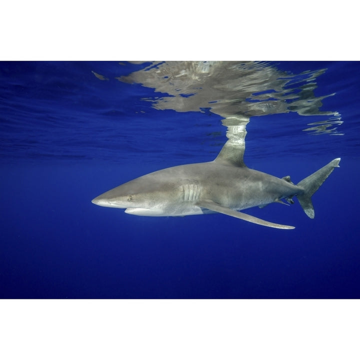 Oceanic whitetip shark with reflection Cat Island Bahamas Poster Print Image 1