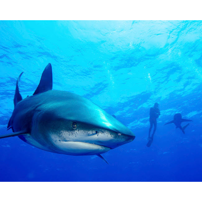 Diver swimming with oceanic whitetip sharks Cat Island Bahamas Poster Print by Brent Barnes/Stocktrek Images Image 2