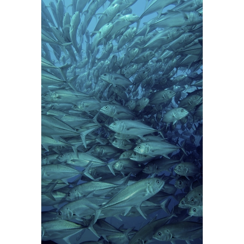 Inside of a school of jack fish Cabo Pulmo Mexico Poster Print Image 1