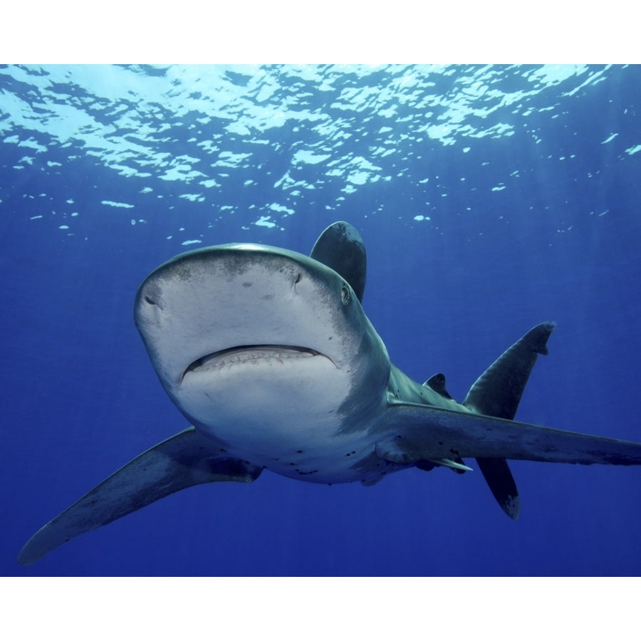 Front view of an oceanic whitetip shark Cat Island Bahamas Poster Print Image 1