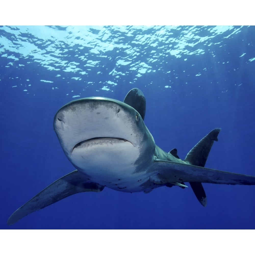 Front view of an oceanic whitetip shark Cat Island Bahamas Poster Print Image 2