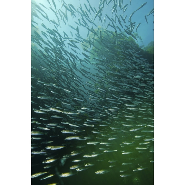 School of Pacific sardines in kelp forest Poster Print Image 1