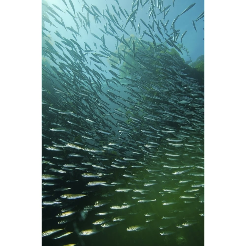 School of Pacific sardines in kelp forest Poster Print Image 1