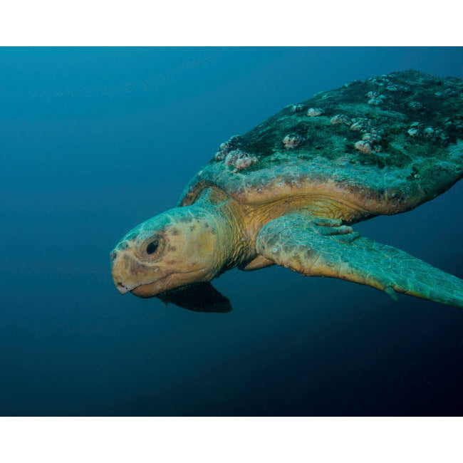 A loggerhead sea turtle off the coast of North Carolina Poster Print by Brent Barnes/Stocktrek Images Image 2