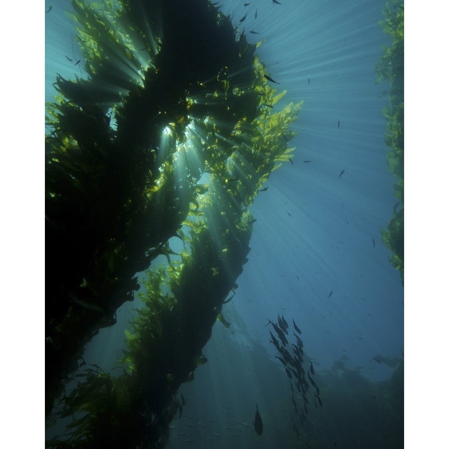 Kelp forest with school of fish Poster Print Image 1