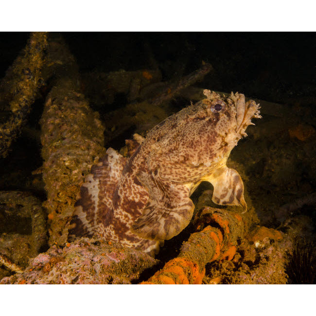 An oyster toadfish sitting inside the USS Indra shipwreck Poster Print by Brent Barnes/Stocktrek Images Image 1