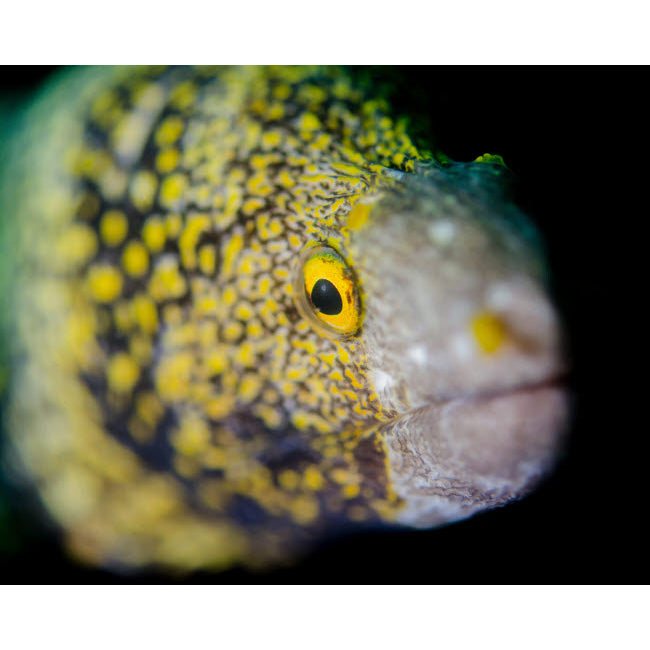 Snowflake moray eel in Costa Rica Poster Print by Brent Barnes/Stocktrek Images Image 2