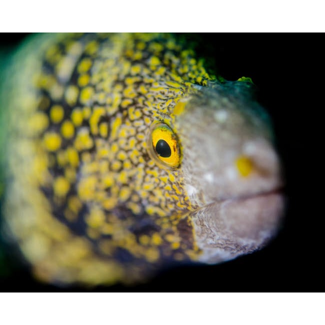 Snowflake moray eel in Costa Rica Poster Print by Brent Barnes/Stocktrek Images Image 1