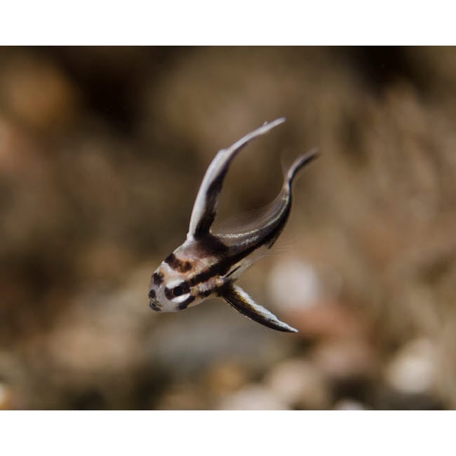 A juvenile drum fish in West Palm Beach Florida Poster Print by Brent Barnes/Stocktrek Images Image 1