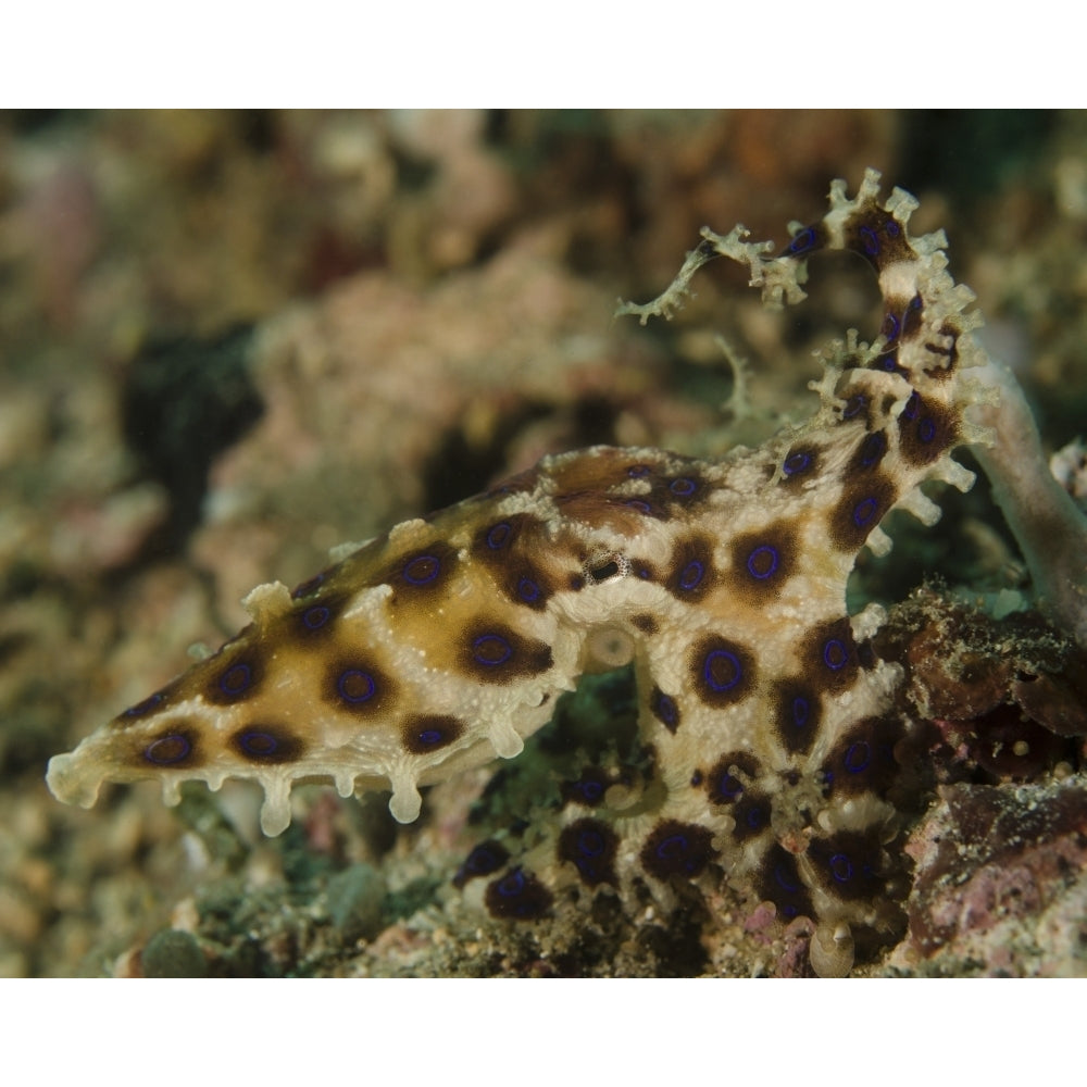 Blue-ringed octopus Lembeh Strait Indonesia Poster Print Image 1