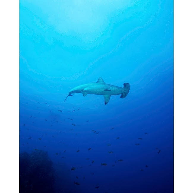 A scalloped hammerhead shark at Socorros Island in Mexico Poster Print by Brent Barnes/Stocktrek Images Image 1