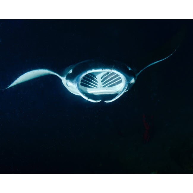 A reef manta ray feeding at night in Hawaii Poster Print by Brent Barnes/Stocktrek Images Image 1