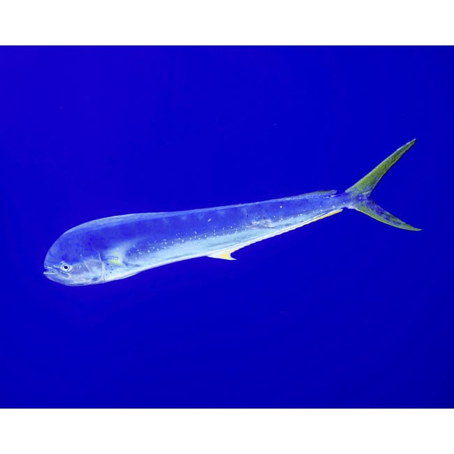 A mahi mahi fish at Cat Island in the Bahamas Poster Print by Brent Barnes/Stocktrek Images Image 1