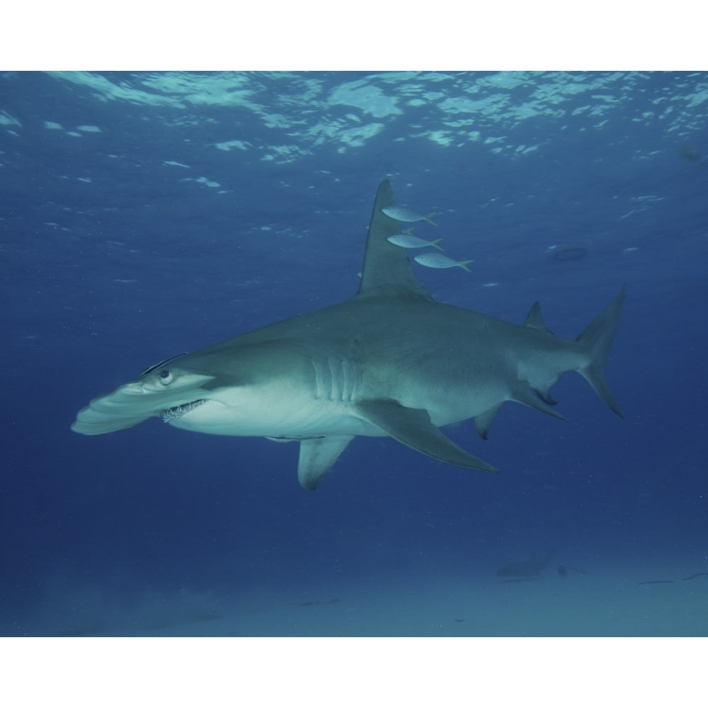 A great hammerhead shark at Bimini in the Bahamas. Poster Print by Brent Barnes/Stocktrek Images Image 1