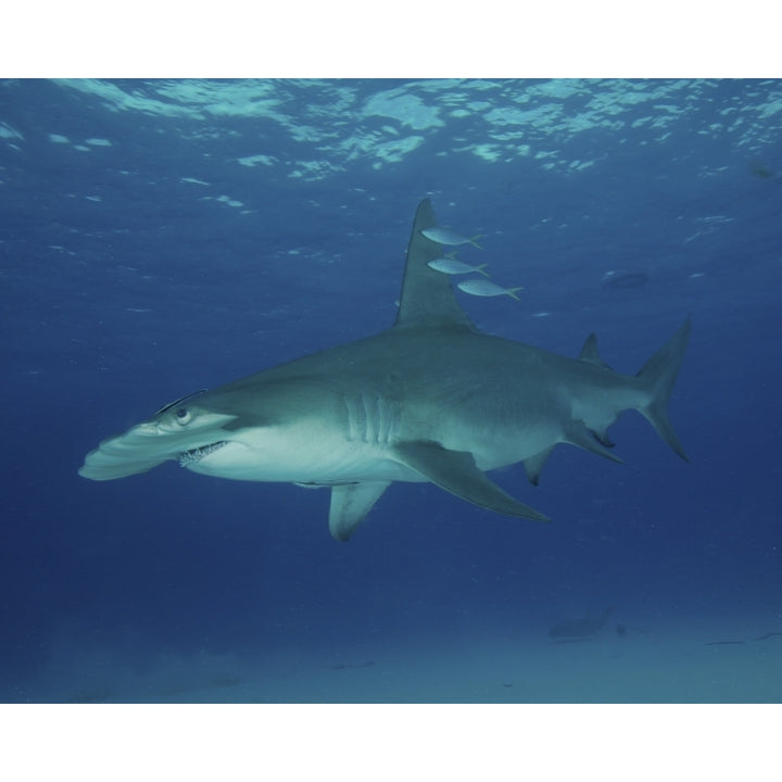 A great hammerhead shark at Bimini in the Bahamas. Poster Print by Brent Barnes/Stocktrek Images Image 1