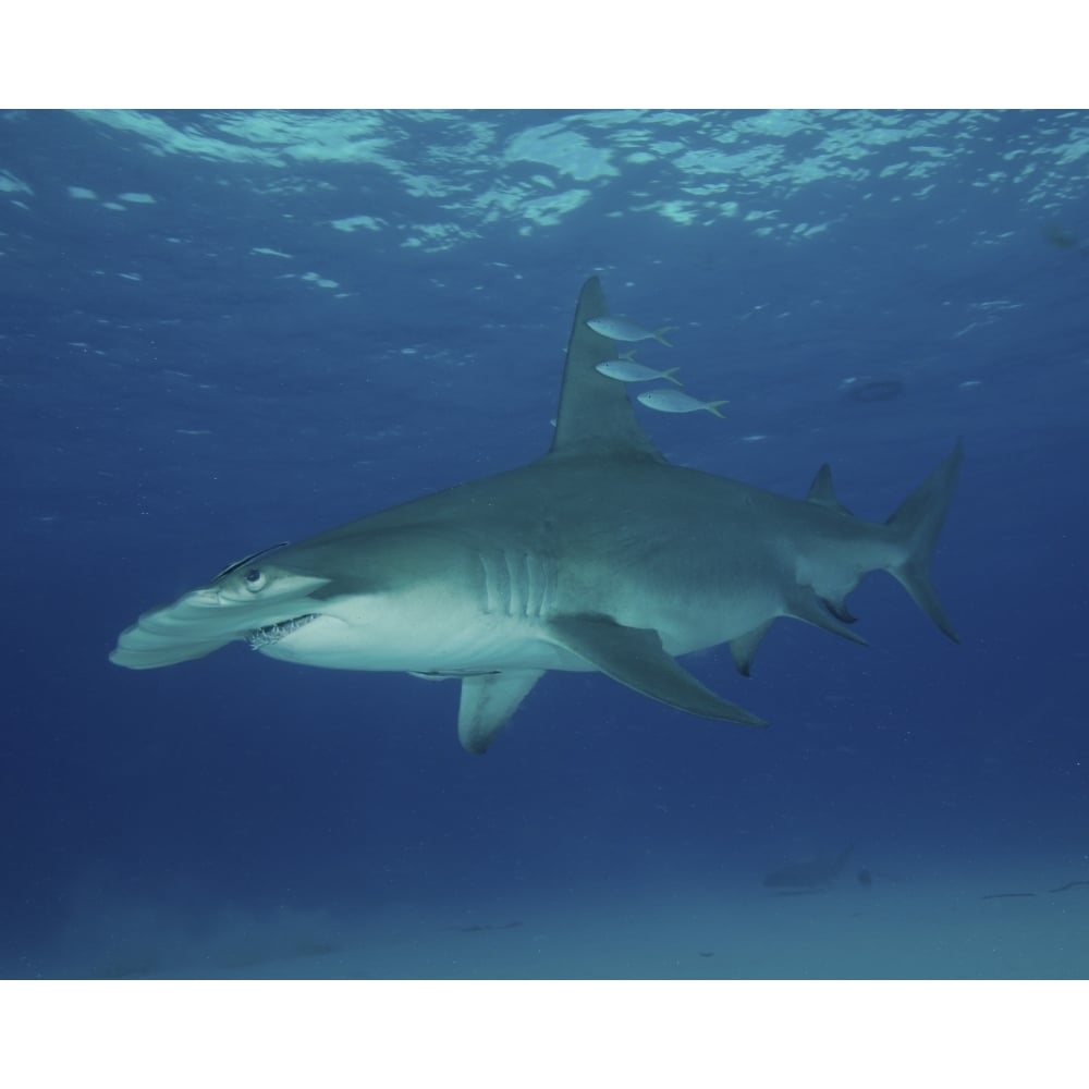 A great hammerhead shark at Bimini in the Bahamas. Poster Print by Brent Barnes/Stocktrek Images Image 1