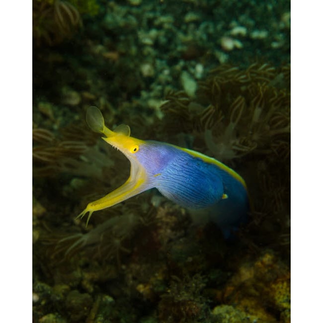 A ribbon eel in Indonesia Poster Print by Brent Barnes/Stocktrek Images Image 2