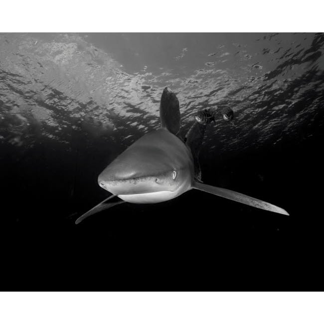 An oceanic whitetip shark at Cat Island Bahamas Poster Print by Brent Barnes/Stocktrek Images Image 1