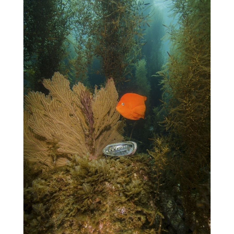 An orange Garibaldi and green abalone in a kelp forest Catalina Island California Poster Print by Brent Barnes/Stocktr Image 1