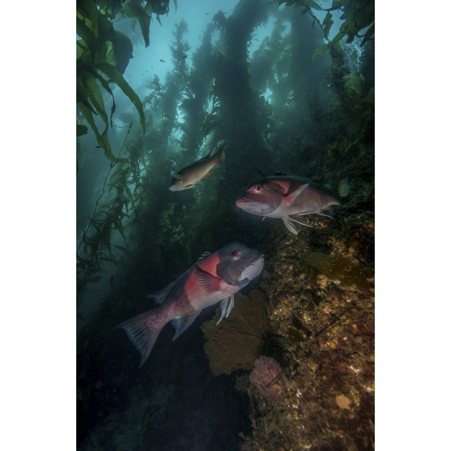 Two sheephead In a kelp forest Catalina Island California. Poster Print by Brent Barnes/Stocktrek Images Image 1