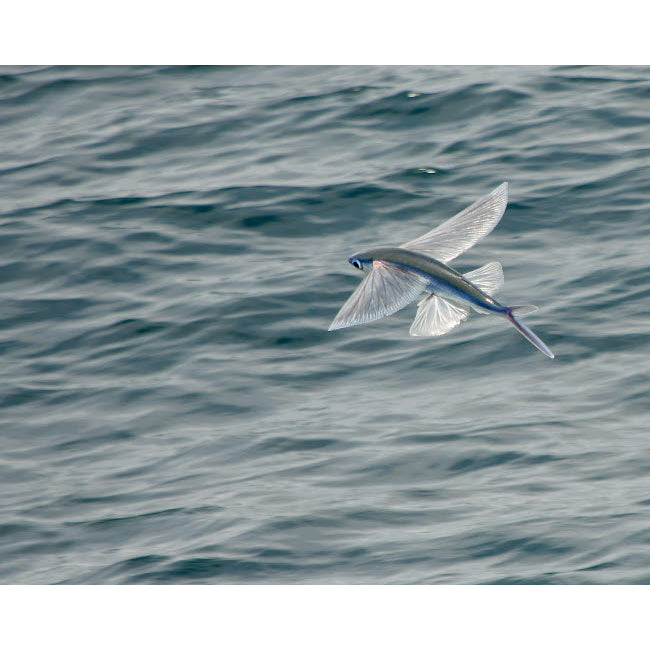 A flying fish skims over the surface at Guadalupe Island Mexico Poster Print by Brent Barnes/Stocktrek Images Image 1