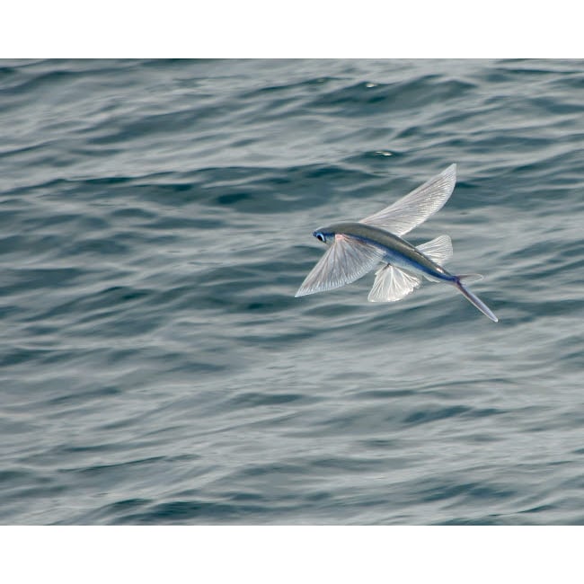 A flying fish skims over the surface at Guadalupe Island Mexico Poster Print by Brent Barnes/Stocktrek Images Image 1