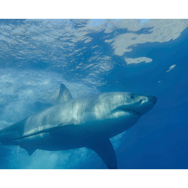 A great white shark at Guadalupe Island Mexico Poster Print by Brent Barnes/Stocktrek Images Image 1